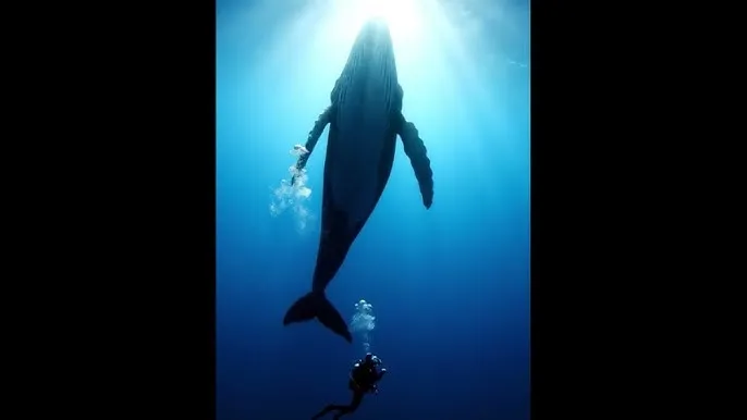 爱看人体艺术 - 深蓝星球：探索海洋深处的未知世界